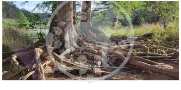 PHOTOGRAPHY COPYRIGHT PROTECTED DANA TAYLOR