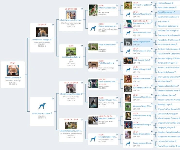 CH Infiniti Cashmere - pedigree courtesy of The Breed Archive