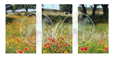 PHOTOGRAPHY COPYRIGHT PROTECTED DANA TAYLOR