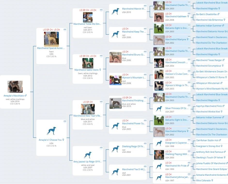 Amaylas Macchiato - pedigree courtesy of The Breed Archive