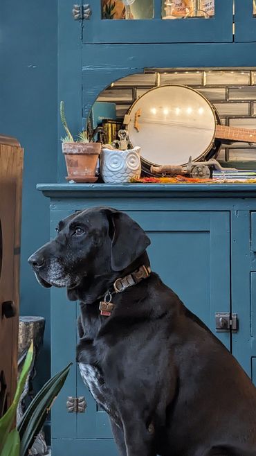 Our dog sitting regal in front of antique hutch cabinet with banjo in background