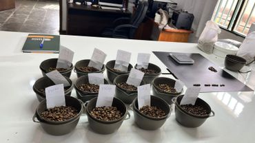 Multiple bowls of coffee beans with labels on a white table in a testing or sorting area.