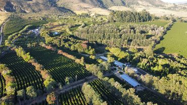 Aerial view of a lush, organized farm with rows of crops and scattered buildings.