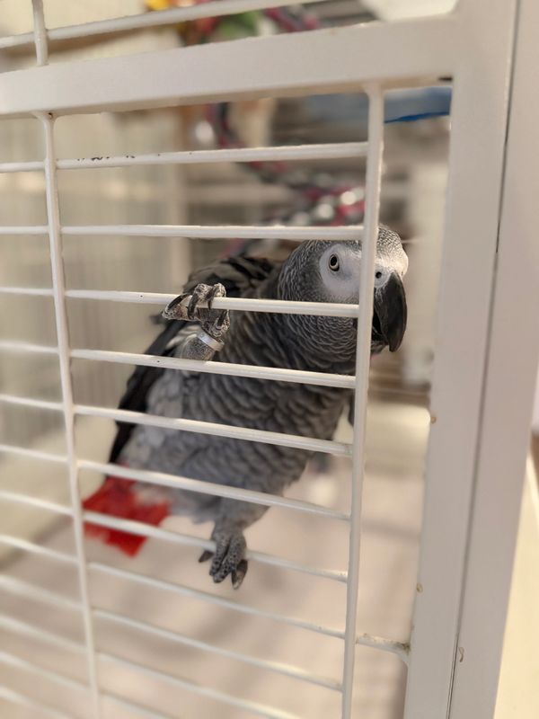 Carlos- a happy pet care client