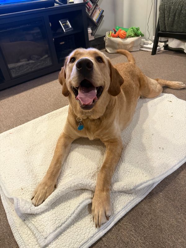 Jasper loving his in-home pet sitter