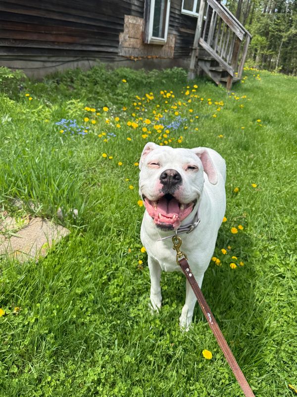 Big smiles when booking with High Peaks Pet Care RVA