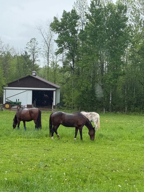 Yes- we care for your equine friends too!