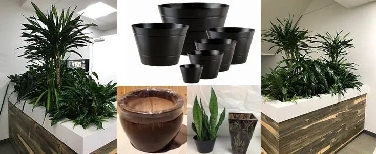 miracle-gro indoor plant food Miracle-Gro - Succulent Plant Food