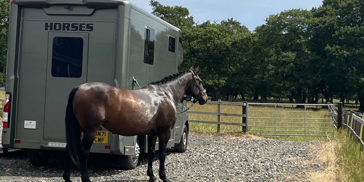A brown horse stands beside a horse trailer labeled 'HORSES' in a rural setting.