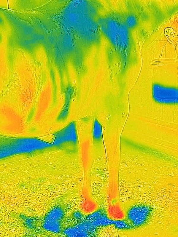 Thermography image before equine bodywork treatment.