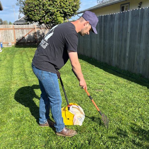 Man collecting leaves with a rake and bag in a sunny backyard.