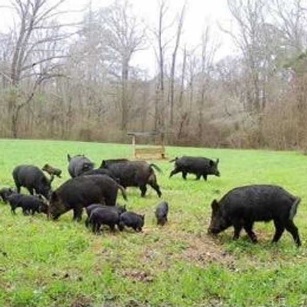 Alabama Hog Hunting