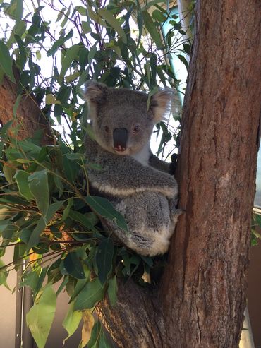 Koala buddy at Taronga Zoo in Australia