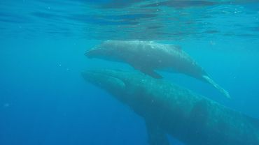 Swimming with humpback whales in Moorea, French Polynesia