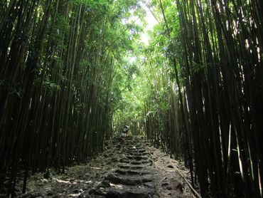 Bamboo forest on the road to Hana, Maui