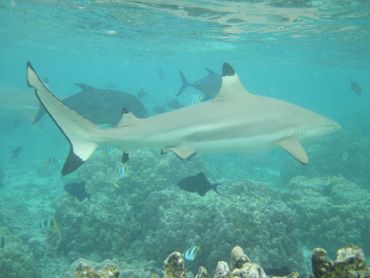Swimming with black tip reef sharks in Polynesia