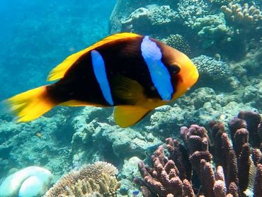 Clownfish in Fiji