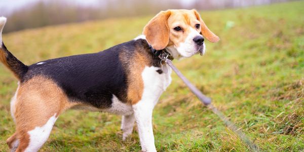 Beagle on leash