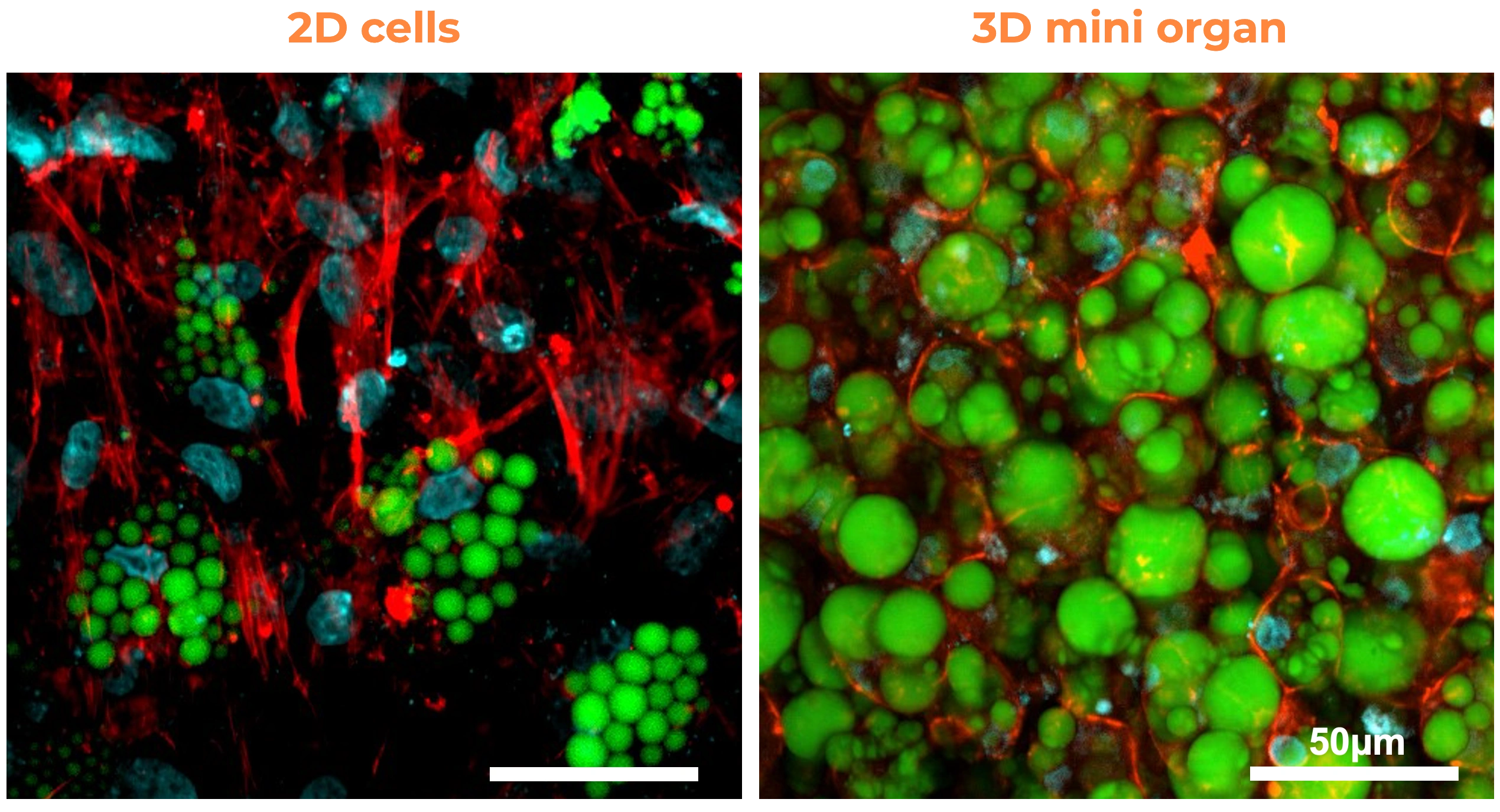 3D BioSol™ AT (Transition Kit), Visceral and Subcutaneous Fat. Easily transition 2D to 3D culture.