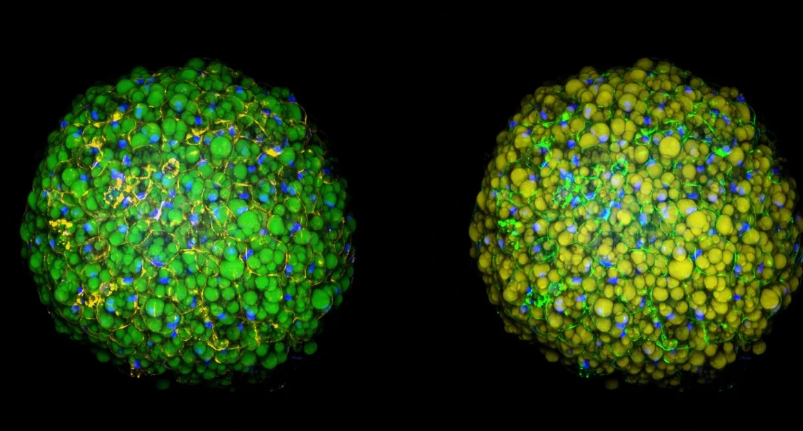 3D BioSol™ AT (Mature). Visceral and Subcutaneous Fat. Mimic native visceral and subcutaneous tissue.