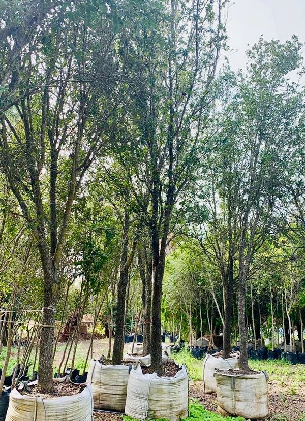 Árbol de encino siempre verde