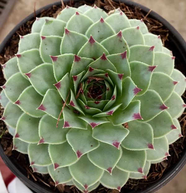Suculenta uña de señorita (siempreviva)