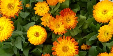 Flores