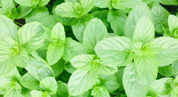 Menta