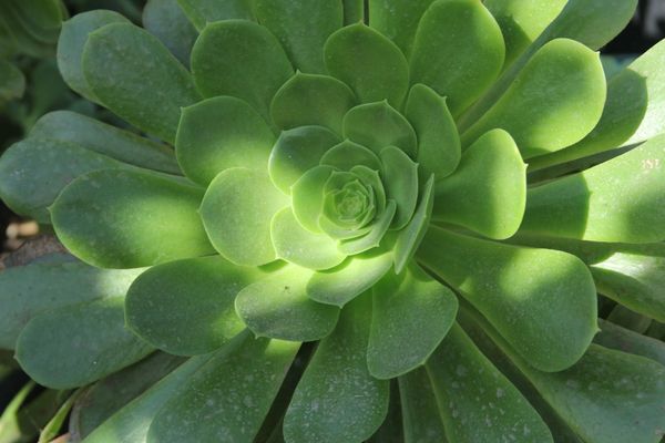 Suculenta echeveria
