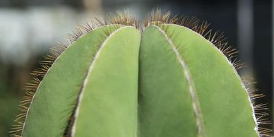 Cactus organo