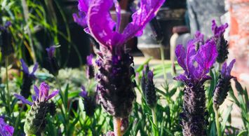 Lavanda