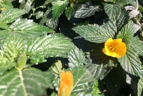 Planta aromática Damiana