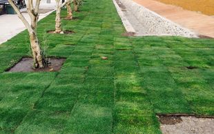 Pasto en rollo Paspalum