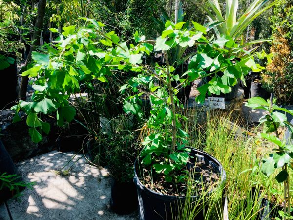 Ginkgo Biloba
