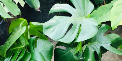 Piñanona / Costilla de Adán / Monstera Deliciosa