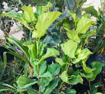Ficus Pandurata o Lyrata