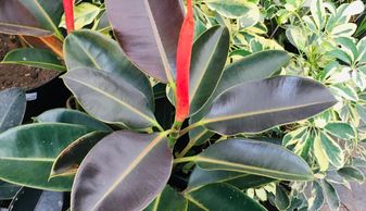 Ficus Elastica o Hule