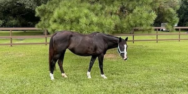 A black horse with white markings stands in a green fenced pasture.