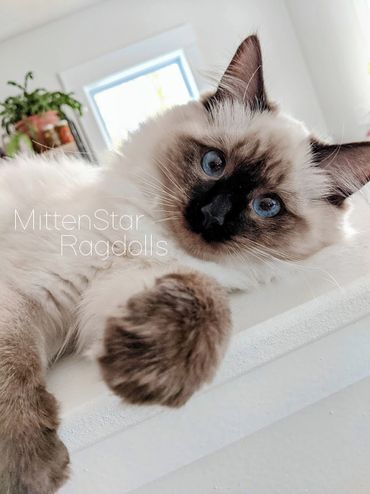 Seal point Ragdoll Kitten with big blue eyes adorable ragdoll