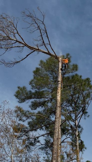 A worker cutting a tall tree branch with a chainsaw.