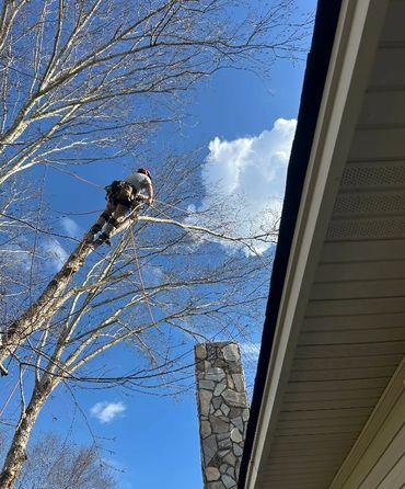 Tree worker climbs a tall, leafless tree against a bright blue sky.