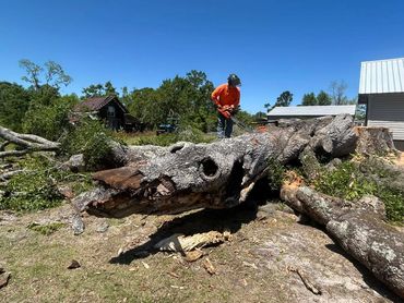 Man cutting a large fallen tree with a chainsaw on a sunny day.