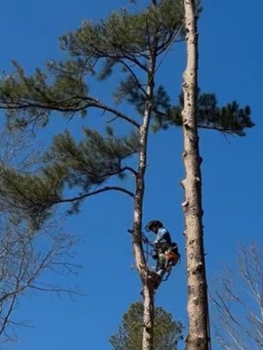 Arborist climbing a tall pine tree with safety gear against a clear blue sky.