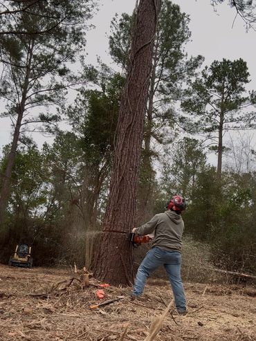 Person cutting down a large tree with a chainsaw in a forest.
