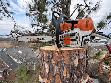 Chainsaw resting on a freshly cut tree stump with climbing gear attached.