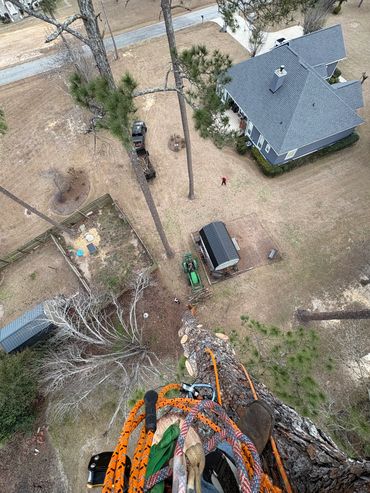 View from a tree climber cutting a tall tree near a house and yard below.