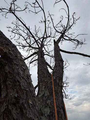 Close-up of a tall, leafless pine tree with rough bark against a cloudy sky.