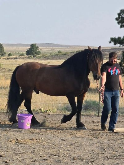 Man walking a large brown horse in an open area.