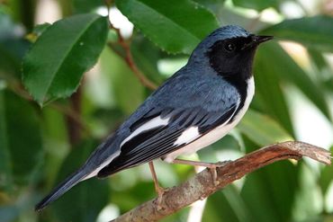 Black-throated blue warbler