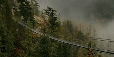 Forest with a low cloud base